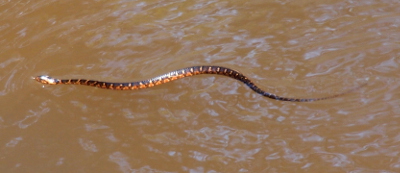 [The sunlight reflects off the pattern of brown, white, and reddish on this snake slithering atop the cloudy water.]